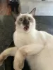 Photo №2 to announcement № 121706 for the sale of siamese cat - buy in Russian Federation breeder