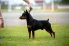 Photo №1. Mating service - breed: miniature pinscher. Price - negotiated