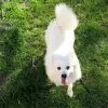 Additional photos: Japanese Spitz puppies