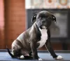 Photo №2 to announcement № 11934 for the sale of staffordshire bull terrier - buy in Russian Federation private announcement, breeder