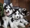 Photo №1. siberian husky - for sale in the city of Vilnius | negotiated | Announcement № 119697