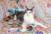 Photo №2 to announcement № 7058 for the sale of maine coon - buy in Russian Federation from nursery, breeder