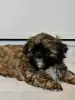 Photo №2 to announcement № 82237 for the sale of shih tzu - buy in United States private announcement