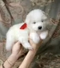 Photo №4. I will sell samoyed dog in the city of Berlin. breeder - price - 846$