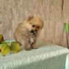 Photo №1. pomeranian - for sale in the city of Doha | negotiated | Announcement № 125456