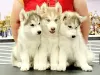 Photo №2 to announcement № 26427 for the sale of siberian husky - buy in Russian Federation private announcement