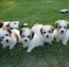 Photo №1. coton de tulear - for sale in the city of Trier | 141$ | Announcement № 129414