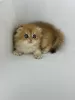 Additional photos: Scottish fold golden kitten