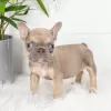 Photo №1. french bulldog - for sale in the city of Sofia | negotiated | Announcement № 111769