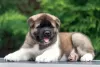 Additional photos: American Akita Puppies