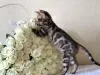 Photo №2 to announcement № 37346 for the sale of bengal cat - buy in United Kingdom private announcement, from nursery, breeder