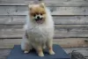 Additional photos: Pomeranian-Pomeranian Boo