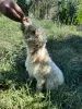 Photo №3. Elegant and sophisticated female Lagotto Romagnolo puppy. Romania