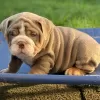 Photo №3. Adorable English bulldog available. Italy