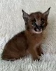 Photo №4. I will sell caracal in the city of Houston. private announcement, from nursery, from the shelter - price - negotiated