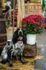 Photo №4. I will sell english cocker spaniel in the city of Kishinev. breeder - price - 211$