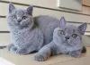 Photo №1. british shorthair - for sale in the city of Гамбург | 211$ | Announcement № 115742