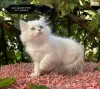 Photo №3. Golden British Shorthair Longhair Girls Boys. Turkey