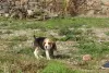 Photo №2 to announcement № 126886 for the sale of beagle - buy in Portugal 