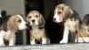 Additional photos: Beagle puppies