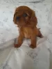 Photo №2 to announcement № 111058 for the sale of cavalier king charles spaniel - buy in United States breeder