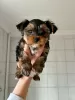 Photo №2 to announcement № 42251 for the sale of yorkshire terrier - buy in Germany private announcement