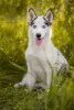 Additional photos: Siberian Husky Piebald