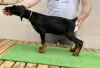 Additional photos: doberman puppies