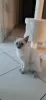 Photo №2 to announcement № 125382 for the sale of siamese cat - buy in Germany private announcement