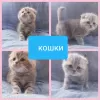 Photo №3. Large selection of Scottish kittens.. Belarus