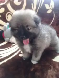 Additional photos: Keeshond puppies