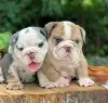 Photo №1. english bulldog - for sale in the city of Texas City | 600$ | Announcement № 56349