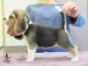 Photo №2 to announcement № 13267 for the sale of beagle - buy in Ukraine from nursery