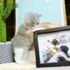 Photo №2 to announcement № 123806 for the sale of british shorthair - buy in Canada breeder