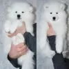 Photo №1. samoyed dog - for sale in the city of Surgut | 584$ | Announcement № 9778