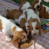 Photo №1. basset hound - for sale in the city of Munich | 370$ | Announcement № 127257