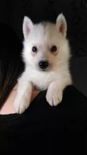 Photo №3. Puppies Siberian Husky. Litter of the letter 