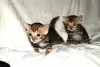 Photo №2 to announcement № 107896 for the sale of bengal cat - buy in Germany private announcement, breeder