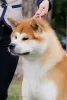 Photo №1. Mating service - breed: akita. Price - 500$