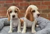 Photo №2 to announcement № 34506 for the sale of beagle - buy in Russian Federation 