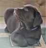 Photo №3. Labrador puppies. Russian Federation