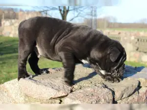 Photo №2 to announcement № 847 for the sale of english bulldog - buy in Germany private announcement, from nursery, breeder