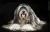 Photo №1. tibetan terrier - for sale in the city of Novosibirsk | negotiated | Announcement № 8996