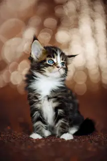 Photo №3. Maine Coon kitten. Belarus