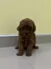 Photo №4. I will sell poodle (toy) in the city of Werbass.  - price - negotiated