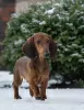 Photo №2 to announcement № 112255 for the sale of dachshund - buy in Russian Federation breeder