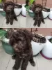 Photo №4. I will sell lagotto romagnolo in the city of Belgrade. breeder - price - negotiated