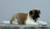 Additional photos: american akita puppies