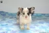 Photo №4. I will sell welsh corgi in the city of East Texas.  - price - 710$