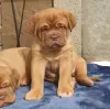 Photo №1. dogue de bordeaux - for sale in the city of Bern | 740$ | Announcement № 80036